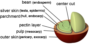 Coffee Processing And What It Means